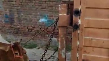 करनाल: मॉडल टाउन एरिया से नगर निगम ने आवारा पशुओं को पकड़ा, भेजा गया गोशाला