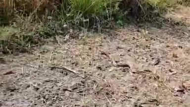 गोपालगंज: सिसई गांव में किशोर को जहरीले सांप ने काटा, इलाज के लिए सदर अस्पताल में भर्ती, सांप का लोगों ने बनाया विडियो।