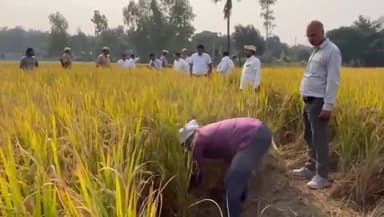 देेेवरिया: खोराराम में जिलाधिकारी की उपस्थिति में क्रॉप कटिंग कार्यक्रम का हुआ आयोजन, इस संबंध में जिलाधिकारी ने दी जानकारी