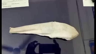 पवई: देसी कट्टा व जिंदा कारतूस के साथ पबई पुलिस ने रेहोटा ग्राम से आरोपी को किया गिरफ्तार