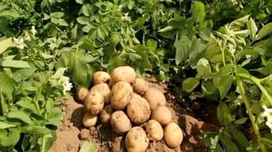 डोमचांच: फुलवरिया में आलू की बेहतर पैदावार को देखते हुए तिलैया बाजार समिति में लगाया जाएगा आलू चिप्स का प्लांट, DC ने दी जानकारी