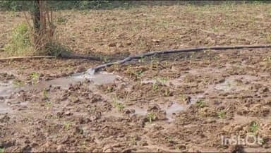 बाबई: माखननगर में बार-बार हो रही बिजली कटौती से किसानों को नहीं मिल रही पर्याप्त बिजली, किसान खेतों में इंजन से कर रहे सिंचाई