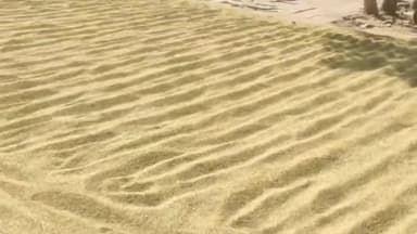 झालरापाटन: कृषि उपज मंडी झालरापाटन में बुधवार को विभिन्न कृषि जिंसों की हुई खरीदी, ₹4,860 प्रति क्विंटल रहा सोयाबीन का अधिकतम भाव