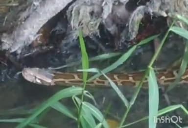 धौलाना: पिलखुवा के गांव गालंद में खेत के पास निकला अजगर, वन विभाग की टीम ने कड़ी मशक्कत के बाद पकड़ा