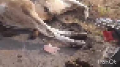 कुरवाई: मुगावली रोड पर अज्ञात वाहन की टक्कर से गाय की हुई मौत