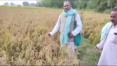 जगदीशपुर: धान खरीद हेतु पंचायत, प्रखंड व जिला स्तर पर जल्द धान क्रय केंद्र खोलने पर विचार करे सरकार : भाई दिनेश, पूर्व विधायक