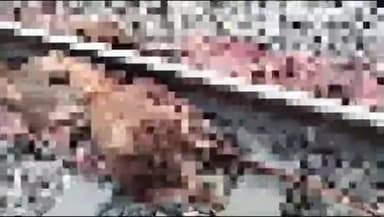 मुरादाबाद: मुरादाबाद-सहारनपुर लाइन पर ट्रेन की चपेट में आया सांड, मौके पर हुई मौत व सूचना मिलते ही पहुंची जीआरपी पुलिस