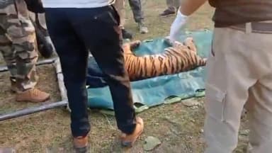 जयसिंहनगर: बरना गांव के लखनपुर बीट में घायल अवस्था मे मिला बाघ, सूचना पर पहुंची वन विभाग की टीम