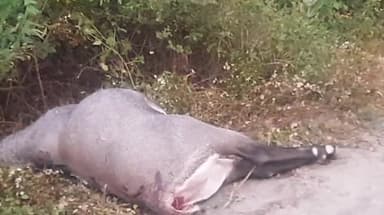 डोमचांच: नवलशाही थाना क्षेत्र अंतर्गत तेतरिया नदी पुल के समीप सड़क दुर्घटना मे नील गाय की दर्दनाक मौत