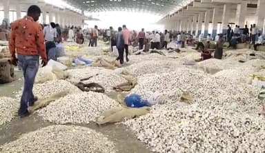 मंदसौर: कृषि उपज मंडी 11 दिन बंद रहेगी कृषि मंडियां:9 से 19 नवंबर तक अवकाश, बंपर आवक के चलते आज रात 9 बजे तक होगी एंट्री