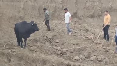 करनाल: सेक्टर-12 स्थित पंप के पीछे गहरे गड्ढे में गिरा नंदी बैल, गौ रक्षकों द्वारा बाहर निकालने का किया जा रहा प्रयास