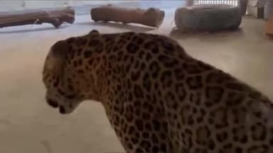 जबलपुर: मंडल के बम्हनी से घायल तेंदुए को वेटरनरी पशु चिकित्सालय में इलाज के लिए लाया तेंदुए की हालत में सुधार