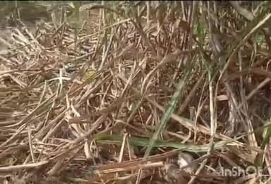 कैसरगंज: बेदोरा गांव में खेत में काम करते समय निकाला विशाल अजगर क्षेत्र में माचिया प्रतापी वन विभाग को दी गई सूचना