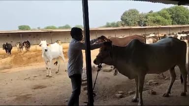 गोवर्धन पूजा के अवसर पर आज गोरक्षा समिति के  पदाधिकारी के द्वारा गौशाला में पहुंचकर गौ पूजन कार्यक्रम आयोजित किया गया और