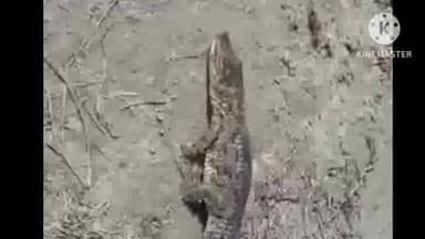 बगहा: बगहा में निकला मगरमच्छ ग्रामीणों ने किया रेस्क्यू