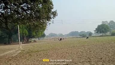 खागा: #saidapur Post budwan,khaga212655 fatehpur Uttarpradesh 
#annaa janvar se pareshan kisan
#wewantgaushalainbudwan﻿@﻿@##