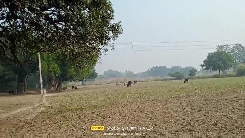 खागा: #saidapur Post budwan,khaga212655 fatehpur Uttarpradesh 
#annaa janvar se pareshan kisan
#wewantgaushalainbudwan﻿@﻿@##