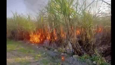 बगहा: बगहा में गन्ने की फसल में लगी घंटो मशक्कत के बाद पाया गया काबू