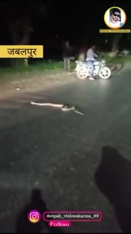 जबलपुर शहर का पाटबाबा क्षेत्र जहां पर सड़क पार करता दिखा अजगर थम गया आवागमन, राहगीरों ने बनाया वीडियो !