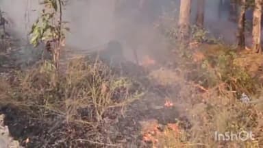 करनाल: उचानी के पास हाईवे पर पेड़ों में लगी आग, सैकड़ों पेड़ जले