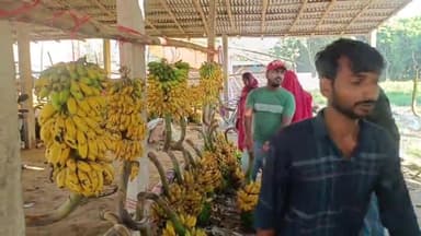 गोरौल: छठ पर्व को लेकर गोढ़ीया फल मंडी में केले खरीदने के लिए उमड़ी लोगों की भीड़