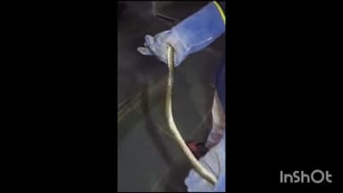 सिधेश्वर परिषर में एक घर में निकला चेकर्ड किलबेक प्रजाति का सांप सर्फ मित्र ने रेस्क्यू कर पकड़ा