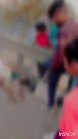 धौलपुर: सागर पाड़ा चौकी के पास वन्य जीव की वाहन की चपेट करने से मौत