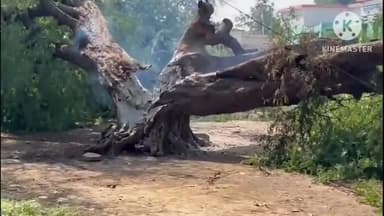 स्वामी आत्मानंद इंग्लिश मीडियम स्कूल परिसर में स्थित जिंदा पेड़ को अज्ञात लोगों ने किया आग के हवाले, बड़ा हादसा टला