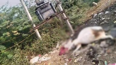 कनवास: धुलेट कस्बे में करंट की चपेट में आने से गौवंश की हुई मौत