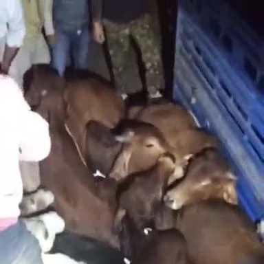 भूपालसागर: पुलिस ने पीछा किया तो बड़ोदिया गांव के पास गौ तस्कर पिकअप छोड़कर हुए फरार, 9 गोवंश मिले।