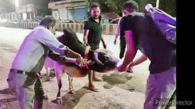 जगदलपुर: गीदम रोड में घुमन्तु पशुओं को दुर्घटना से बचाने रेडियम बेल्ट लगाया गया।