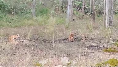 नर्मदा पुरम के जंगलों में बाघ  का खुशहाल खूबसूरत खेलता हुआ परिवार देखा गया ऐसा अवसर कभी कभी मिलता हे जंगल सफारी के दौरान