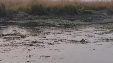 सिधाव: बाल्मीकि टाइगर रिजर्व के मदनपुर वन क्षेत्र से बहने वाली नदी मे मछुआरों ने डाला जहर एक गिरफ्तार