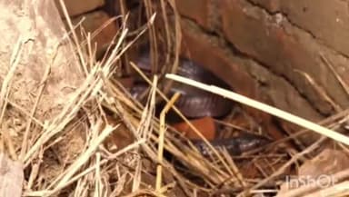 सिरोंज: ग्राम पंचायत चोड़ा खेड़ी स्तिथ मकान से स्नेक सेवर परवेज किया जहरीले सर्प का रेस्क्यू, सुरक्षित जंगल में छोड़ा