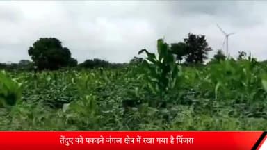 पोलायकलां: ग्राम बिरगोद क्षेत्र में तीन दिन से सर्चिंग जारी, पिंजरे में नहीं आया तेंदुआ