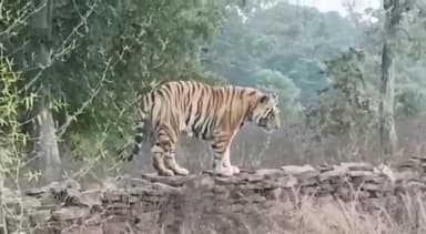 तेंदूखेड़ा: रानी दुर्गावती टाइगर रिजर्व में बाघिन N-112 ने 4 शावकों को दिया जन्म, बाघों की संख्या बढ़कर हुई 19