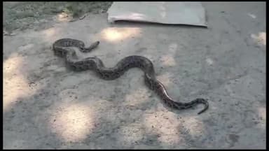 সোণাৰি: সোণাৰি টিমণত উদ্ধাৰ অজগৰ, ধাননি পথাৰৰ পৰা ৰাইজে উদ্ধাৰ কৰি চমজাই দিয়ে বন বিভাগক