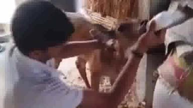 सिणधरी: कुड़ी गांव में श्वानों के हमले से घायल नीलगाय को ग्रामीणों ने बचाई जान,प्राथमिक उपचार कर गौशाला भेजा