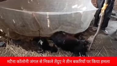 पीलीभीत: मटैना कॉलोनी में तेंदुए के हमले से तीन बकरियों की मौत; ग्रामीणों में दहशत, वन विभाग को दी मामले की सूचना