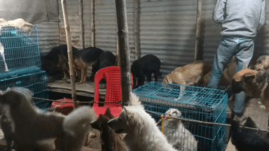 सोनपुर मेले में आया हर नस्ल का कुता #sonepur #sonepurnews #sonpurmela2023 #sonepurmela #sonepurmela23 #todayworldnews