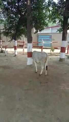 गौ सेवक कभी दुखी नही रहता #gonda #barabanki #amethi #bahraich #balrampur #faizabad #kanpur_nagar #aajtak #tv9bhartbarsh