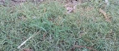 भदोही: भदोही में तड़के हुई बरसात से किसान परेशान बढेगी ठण्ड गेहू की बुआई हुई वाधित