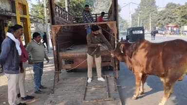 जगाधरी: वर्कशॉप रोड से नगर निगम की टीम ने सड़क पर घूम रहे गौवंश को रेस्क्यू कर गौशाला में छोड़ा