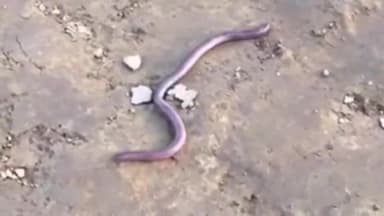 सिधाव: वाल्मीकि नगर के नवका टोला से सैंड बोआ सांप का किया गया रेस्क्यू