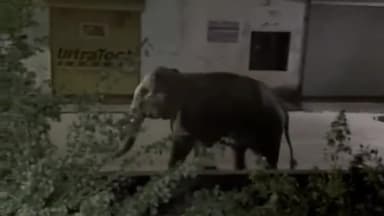 हरिद्वार: हरिद्वार की शिव विहार कॉलोनी में जंगली हाथियों के घुसने से मचा हड़कंप, सोशल मीडिया पर वायरल हुआ हाथियों का वीडियो