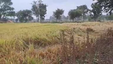 राजनांदगांव: जिले में मिचौंग तूफान का असर; रुक-रुककर हो रही हल्की बारिश, फसलों को होगा नुकसान