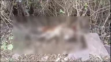 रायसेन: ग्राम संग्रामपुर में तेंदुए के हमले से गाय के बछड़े की हुई मौत, ग्रामीणों में दहशत का माहौल