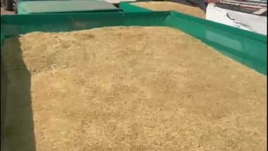 रायसेन: कृषि उपज मंडी रायसेन में 9 दिसंबर से 11 दिसंबर तक नहीं होगी धान की नीलामी