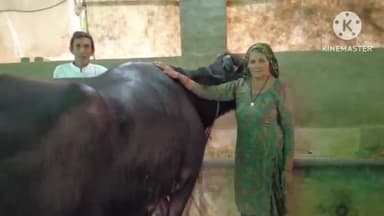 उकलाना: चिकनवास की भैंस ने पंजाब में जीता ट्रेक्टर 22किलो से अधिक दूध देकर ट्रेक्टर अपने नाम किया