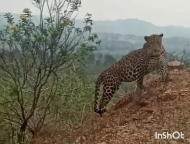 ಮುಂಡರಗಿ: ಕಪ್ಪತ್ತಗುಡ್ಡದ ಬಳಿ ಚಿರತೆ ಪ್ರತ್ಯಕ್ಷ; ಸುತ್ತಮುತ್ತಲಿನ ಗ್ರಾಮಸ್ಥರಲ್ಲಿ ಆತಂಕ